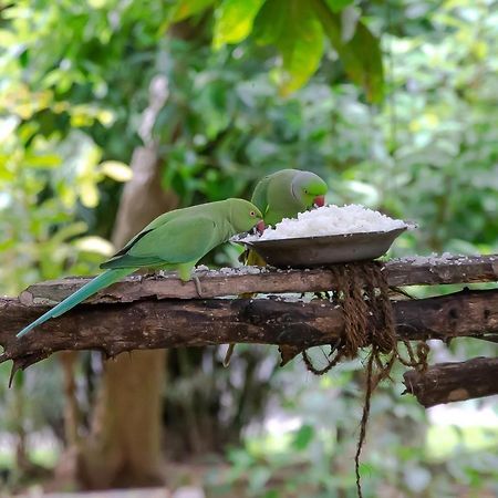 Birds Paradise Cabanas ウナワトゥナ エクステリア 写真