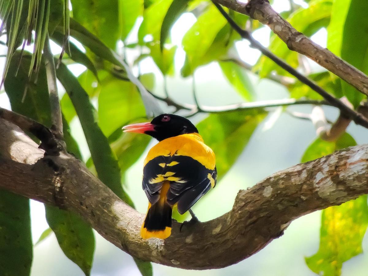 Birds Paradise Cabanas ウナワトゥナ エクステリア 写真