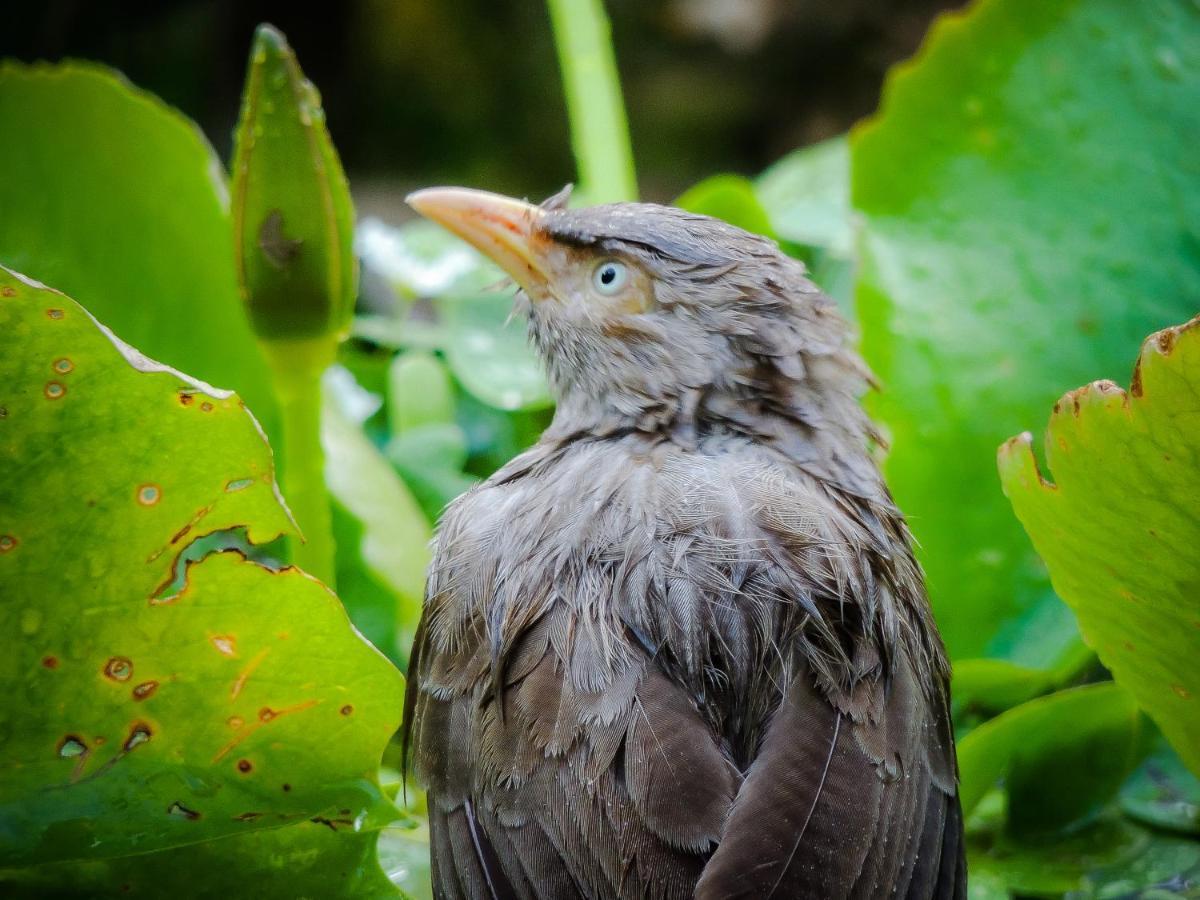 Birds Paradise Cabanas ウナワトゥナ エクステリア 写真
