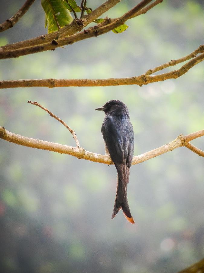 Birds Paradise Cabanas ウナワトゥナ エクステリア 写真