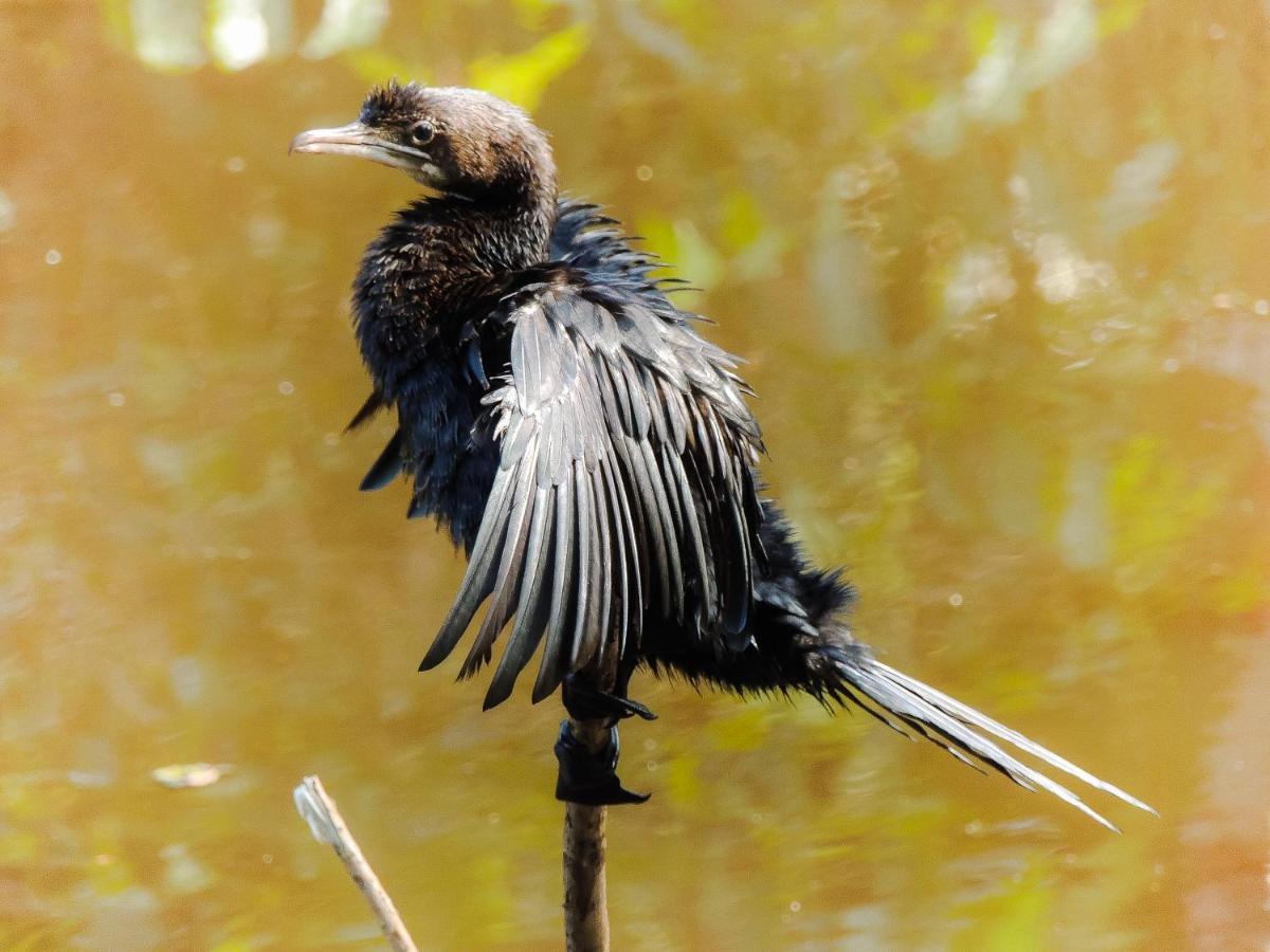 Birds Paradise Cabanas ウナワトゥナ エクステリア 写真
