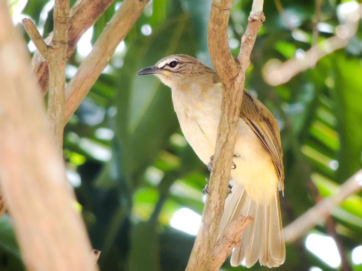 Birds Paradise Cabanas ウナワトゥナ エクステリア 写真